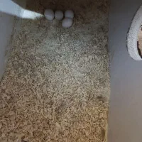 عروس هلندی باتخم|پرنده|نقده, |دیوار