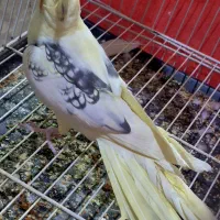 ۳عدد نر‌بالغ دوبال مرواریدی کشیده