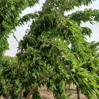 فروش باغ کشاورزی بادام  قطره ای سامان