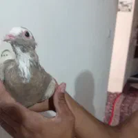 ماده قهوه پلنگ