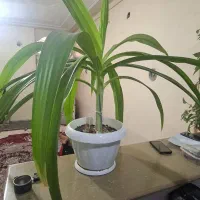 گل ذرتی|گل و گیاه طبیعی|شیراز, نصرآباد|دیوار