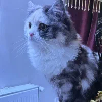 ترکیب اسکاتیش بریتیش،۸ ماهه،ماده،واکسینه شده