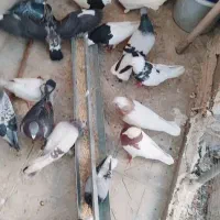 تعداد پرنده باشت