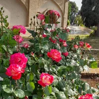 بامابهترین سفر راتجربه کنید
