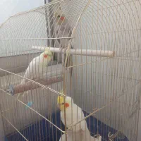 عروس هلندی