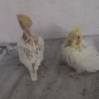 جوجه عروس سرلاکی