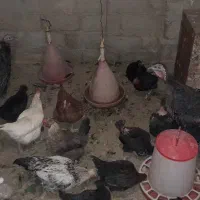 بوقلمون ماده