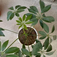 فروش یک گل قشنگ|گل و گیاه طبیعی|بوکان, |دیوار
