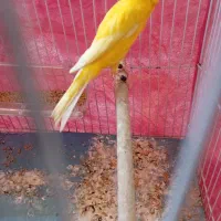 قناری سوپر شلاقی