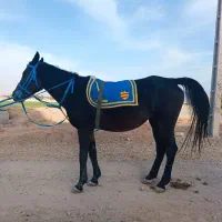 مادیان مشکی شش سال|اسب و تجهیزات اسب‌سواری|مرودشت, ژیان|دیوار