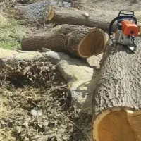 خرید انواع درخت و چوب