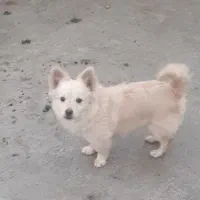 پامر ۷ماهه دختر