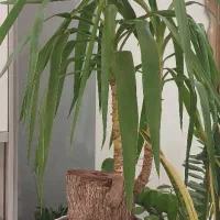 نخل یوکا(بونسای 30 ساله) یک سوم قیمت|گل و گیاه طبیعی|پاکدشت, پاکدشت (مامازند)|دیوار