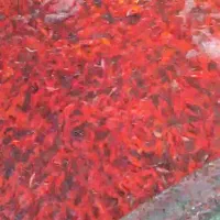 ماهی وتنگ|ماهی|یزد, |دیوار