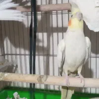 عروس هلندی بالغ