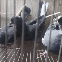 کفتر|پرنده|اراک, |دیوار