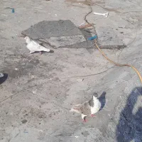 تعویض کبوتربامرغ عربی