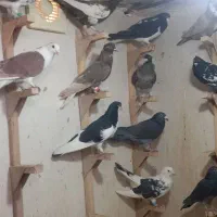 تعداد ۲۰ عدد کبوتر جفتی ۷۰۰ تکی قیمتش فرق میکنه