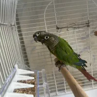 یک جفنت گرینچک