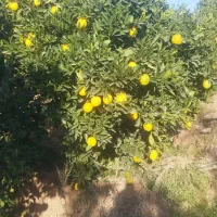 سیب ترشی(یارمسی).ترب سفیددونه ای۱۷هزارتومن