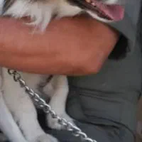 واگذاری  سگ