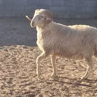 سلام. ذبح گوسفند انجام میشود