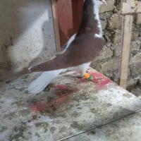 کبوتر رنگی پرنده|حیوانات|قزوین, |دیوار