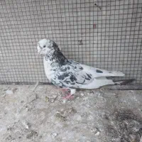 کبوتر رنگی|پرنده|مشکین‌دشت, |دیوار