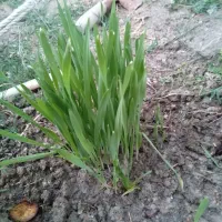 فروش جو بذری 6 پر بوجاری شده و کیسه زده شده.