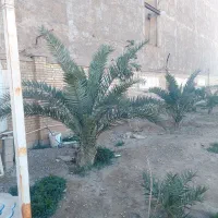 فروش نخل برحی