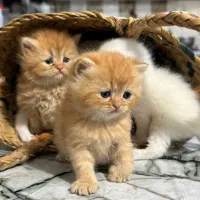 واگذاری گربه بریتیش پرشین اصیل|گربه|ساری, |دیوار