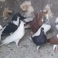 پرنده کبوتر