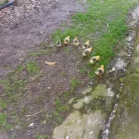 جوجه غاز|حیوانات مزرعه|رشت, حومه رشت|دیوار