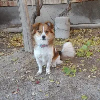 سگ پاکوتا گمشده|حیوانات|گوگان, |دیوار