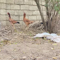 مرغ لاری اصیل|حیوانات مزرعه|گنبد کاووس, |دیوار