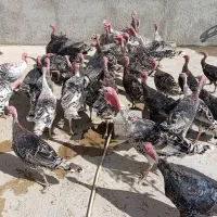 بوقلمون نر و ماده|حیوانات مزرعه|شیروان (لرستان), |دیوار