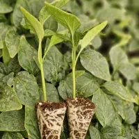 گلخانه وتولید نشا|خدمات باغبانی و درختکاری|کهنوج, |دیوار