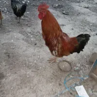 خروس رسمی فروش یا معاوضه