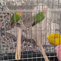 طوطی برزیلی|پرنده|شیراز, گل سرخ|دیوار