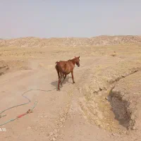 فروش مادیان بدون کره   ۲۰۰۰۰۰۰۰تومان|اسب و تجهیزات اسب‌سواری|مسجد سلیمان, |دیوار