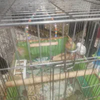 یه جفت طوطی برزیلی|پرنده|دورود, |دیوار