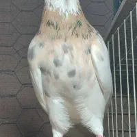 گم شده