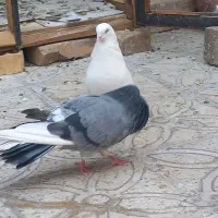 مژدگانی کبوترگمشده