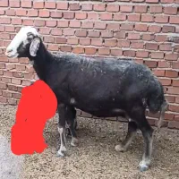 گوسفند کبود