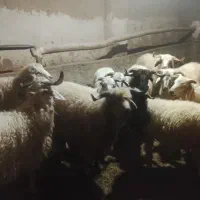 بره نر تزمینی یازده عدد