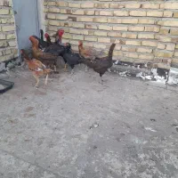 لاری مرغ و خروس و فریک و تخم لاری|حیوانات مزرعه|تاکستان, |دیوار