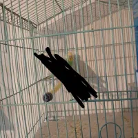 مرغ عشق|پرنده|کرمانشاه, |دیوار