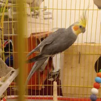 جفت عروس هلند باقیمت پایین