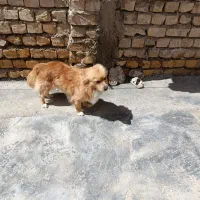 جهت واگذاری