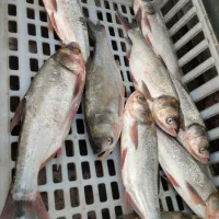 ماهی زنده تازه صید روز